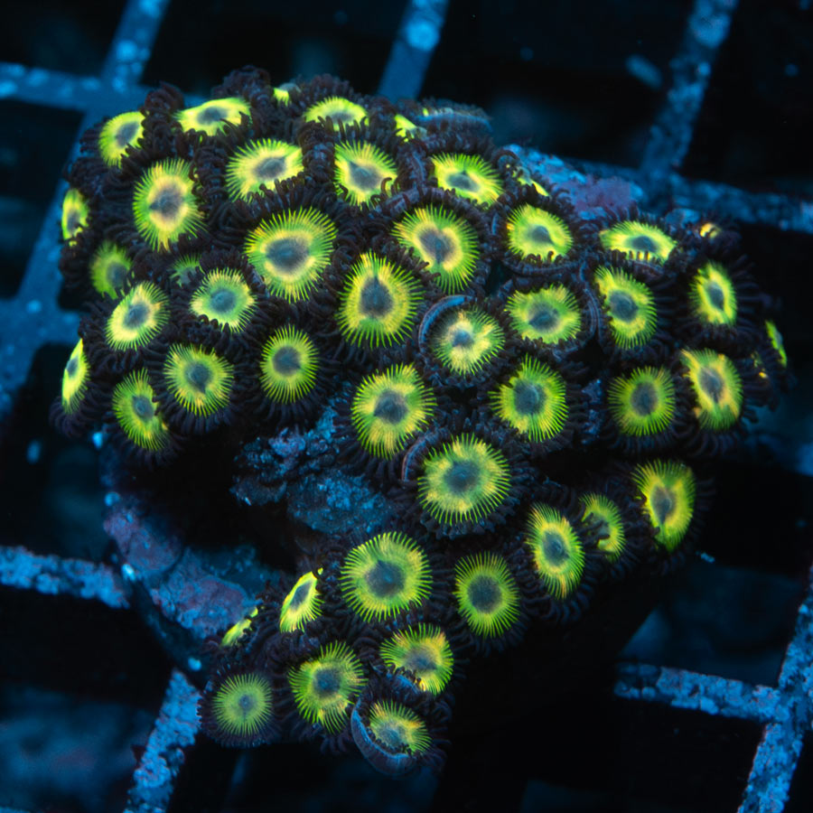 SBM Zoanthus Kriptonite 50 pol