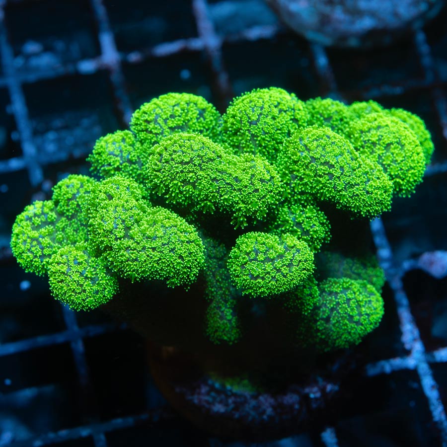 SBM Pocillopora Green md