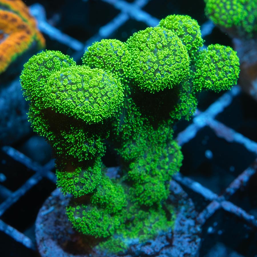 SBM Pocillopora Green md