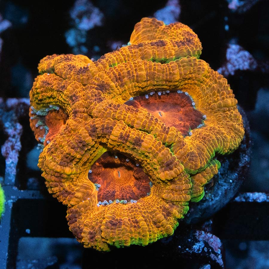 SBM Acanthastrea Iron Man