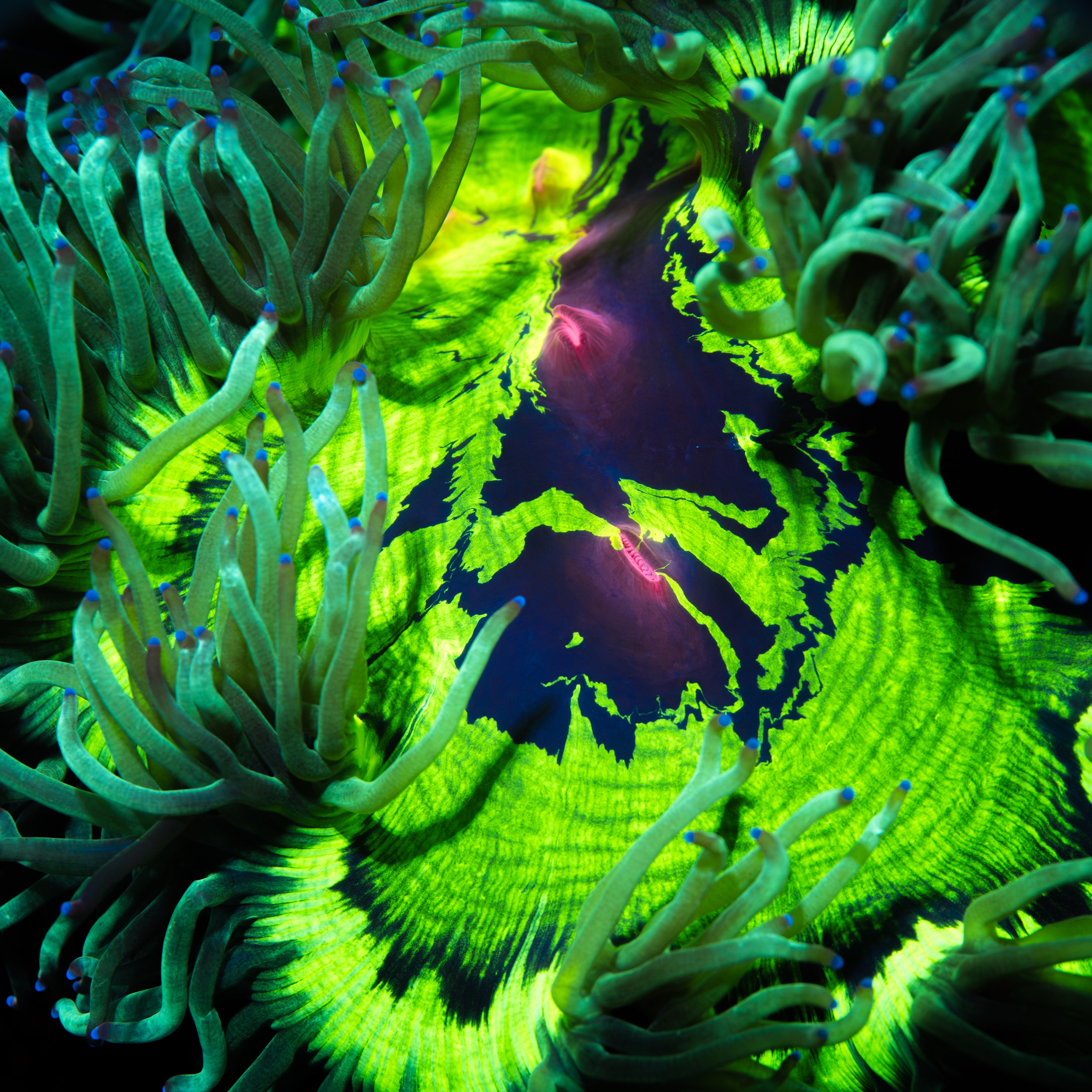 Catalaphyllia Jardinei Neon Gorgon (¡¡Bocas Rojas!!)