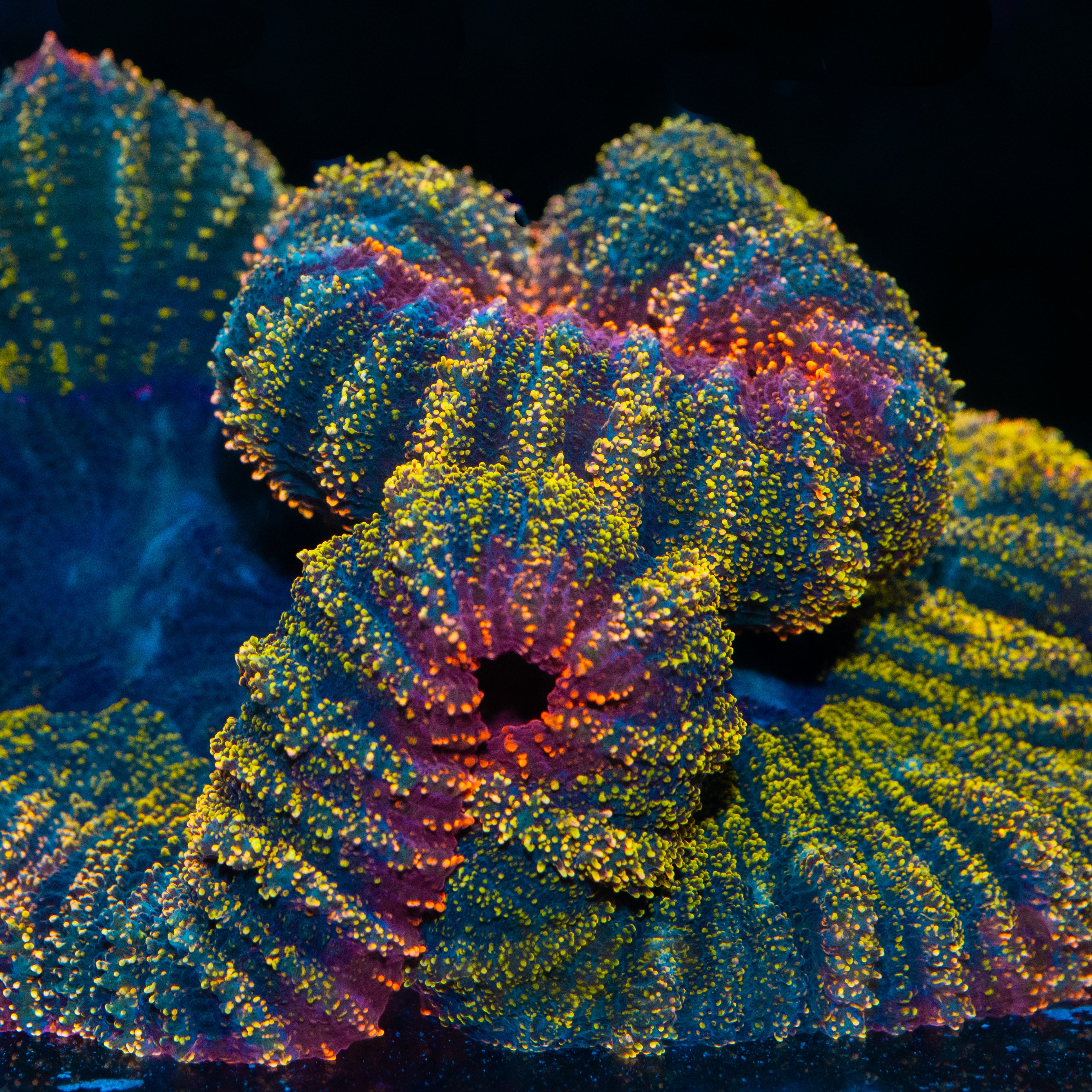 Lobophyllia Champagne Magma 9 cm (espectacular)