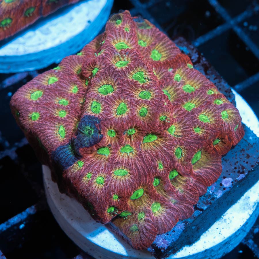 Favites JF Day Glo Pentagona