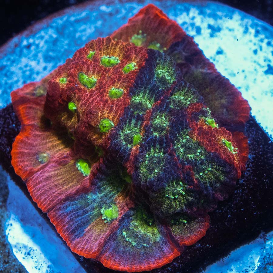Favites JF Day-Glo Pentagona