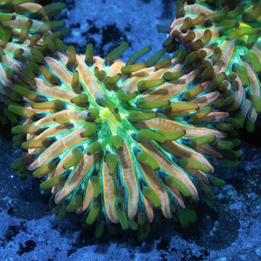 Fungia Fruity Pebels (Nacida en acuario)