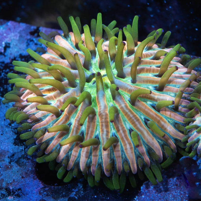 SBM Fungia Fruity Pebels