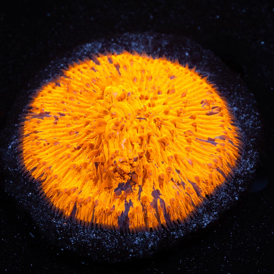 Fungia Orange Superultra 7cm