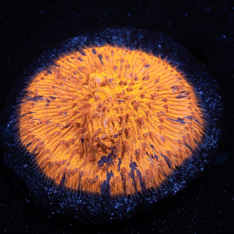 Fungia Orange Superultra 7cm