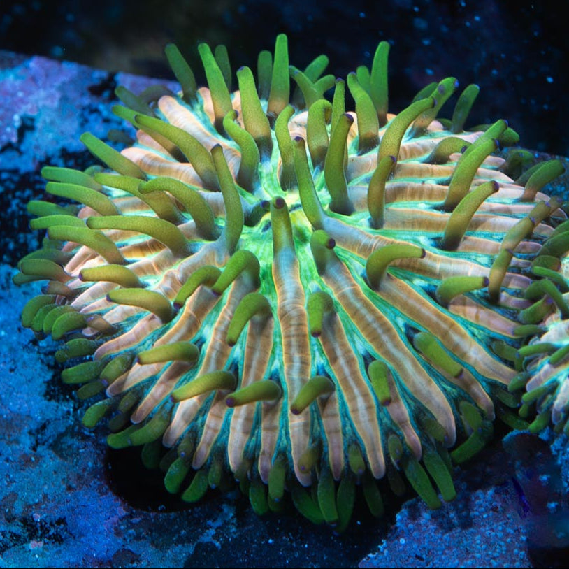 SBM Fungia Fruity Pebels