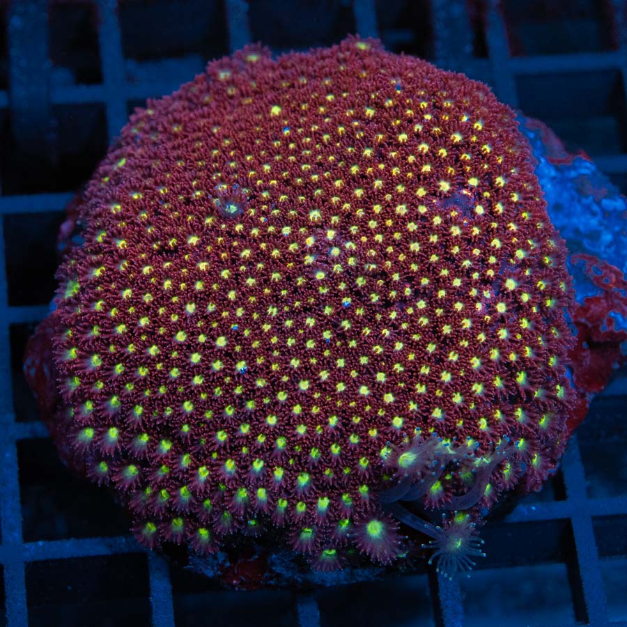 Goniopora Short Polyp