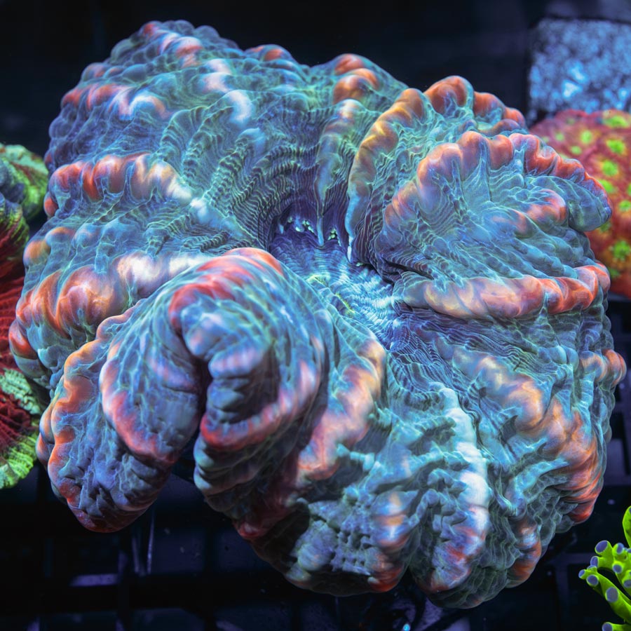 Indophyllia Northern Lights (11 cm)