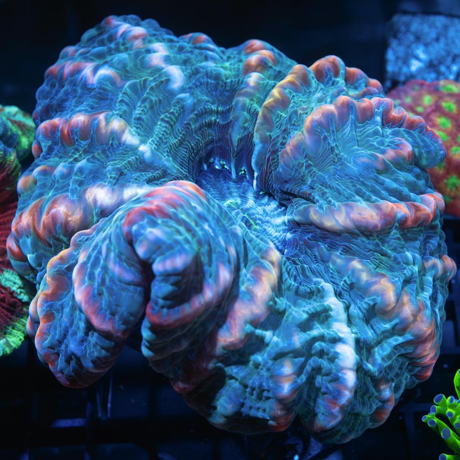 Indophyllia Northern Lights (11 cm)