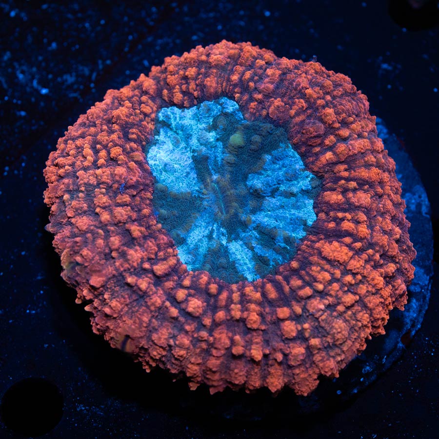 Lobophyllia  Bicolor