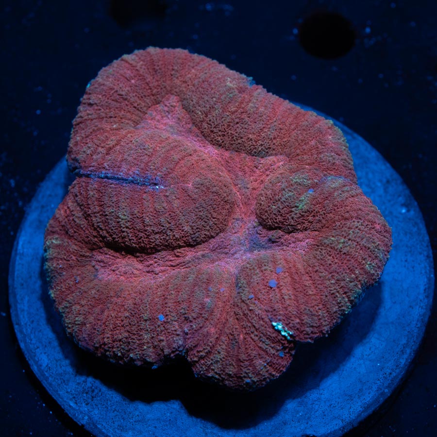 Lobophyllia Roja(2 polipos en division)