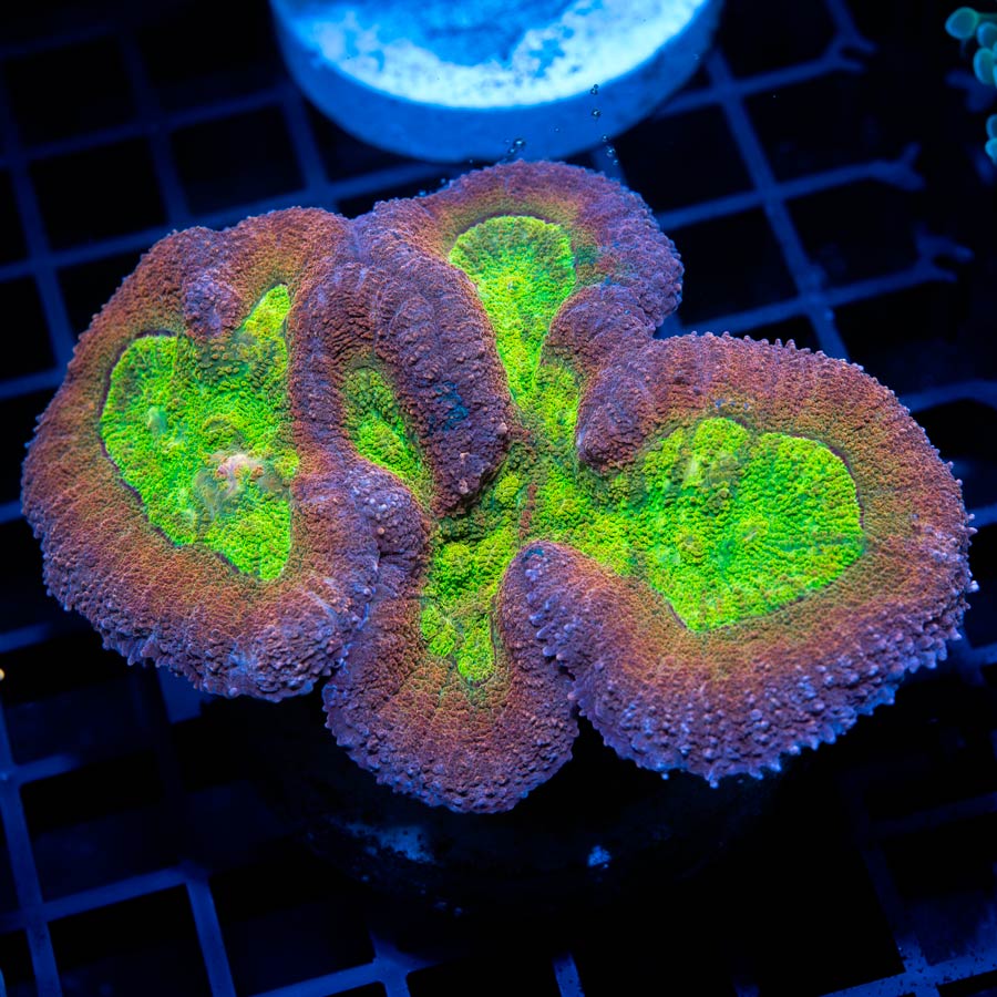 Lobophyllia Zombie Brain