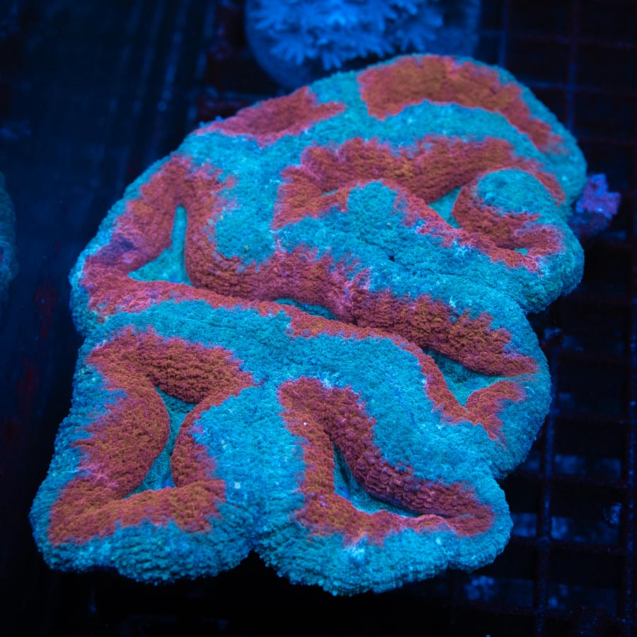 Lobophyllia Red LIps XXL 13 cm