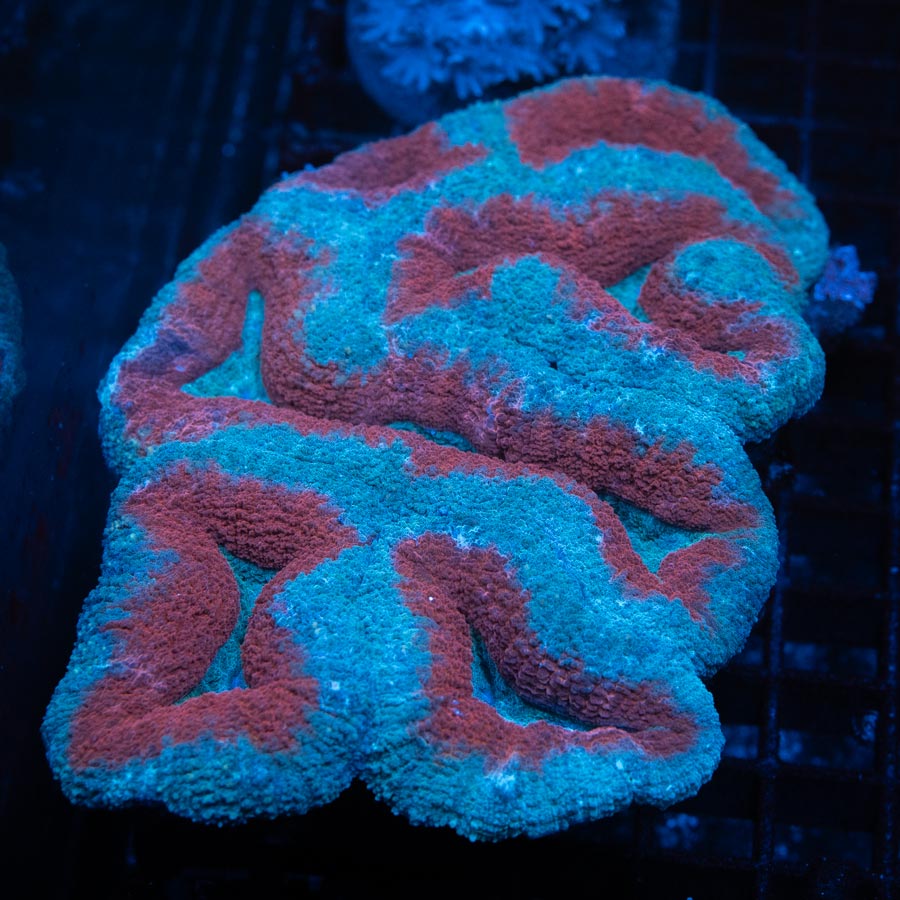 Lobophyllia Red LIps XXL 13 cm