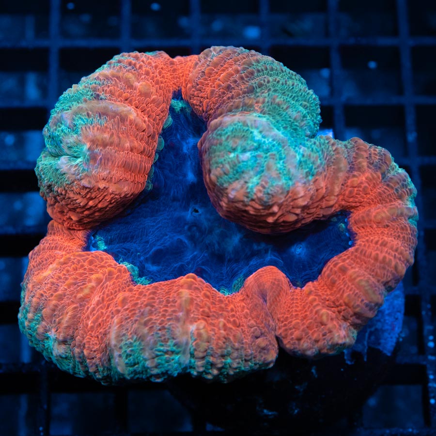 SBM Lobophyllia naranja ultra 7 CM