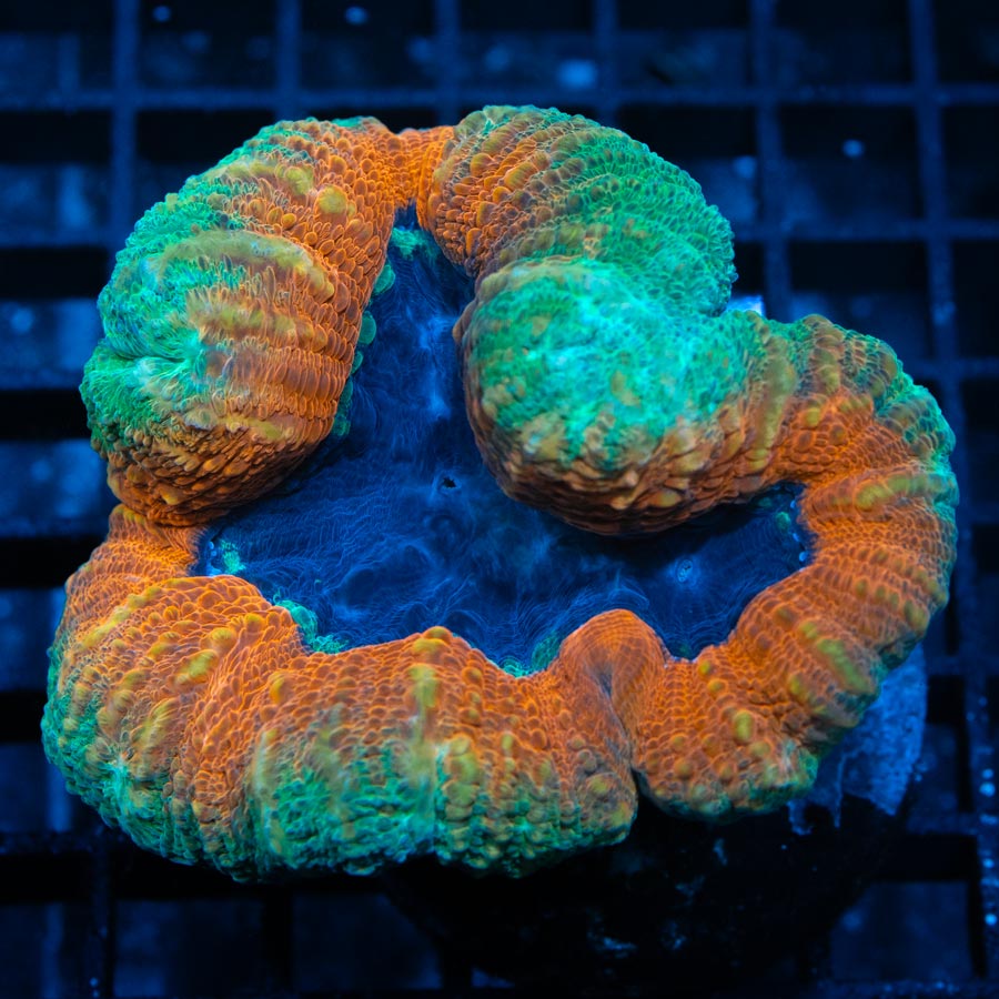 SBM Lobophyllia naranja ultra 7 CM