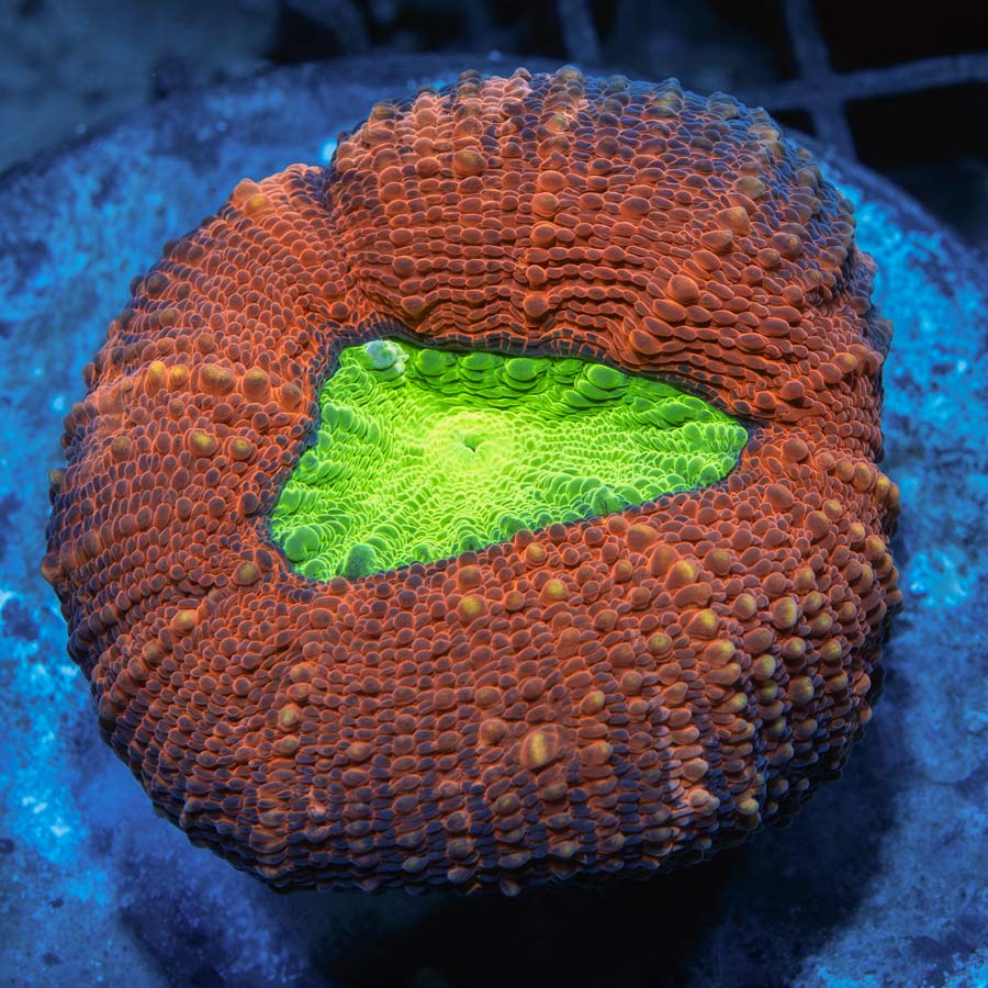 SBM Lobophyllia Corymbosa (muy bonita y resistente)