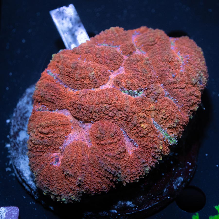 Lobophyllia sp.