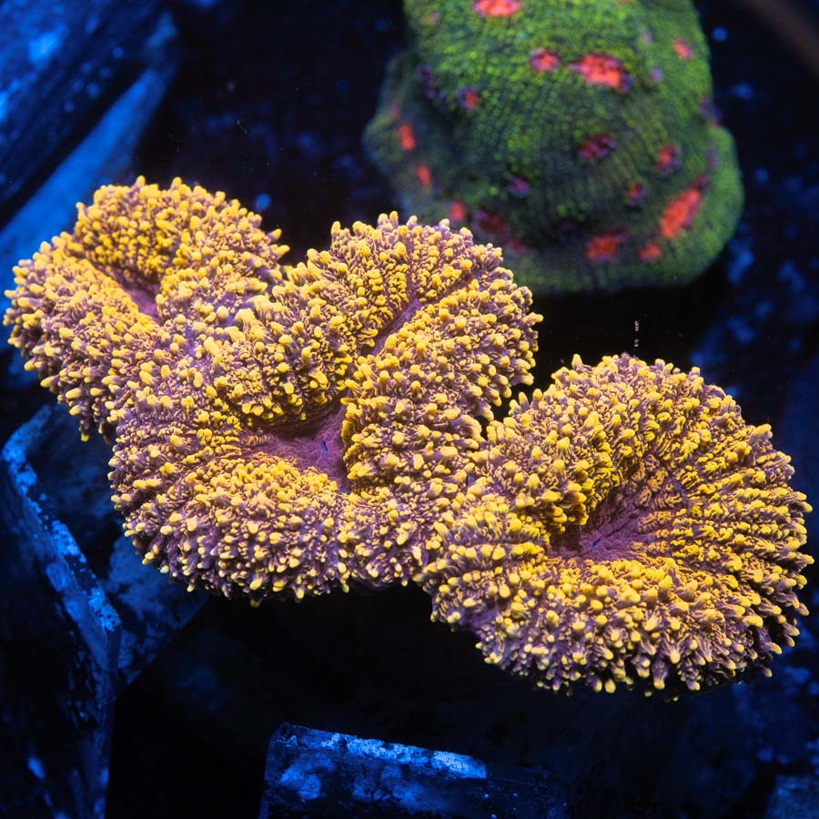 Lobophyllia 24K Golden (Super Brillante)