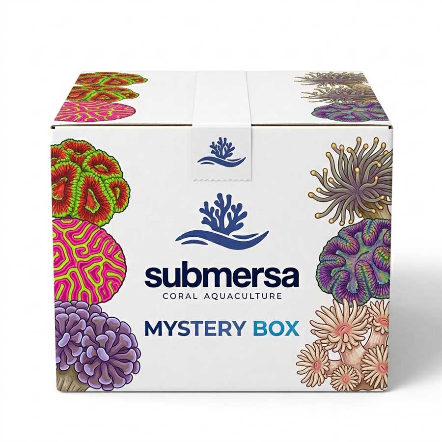 Caja Misteriosa: Pack de 5 Corales LPS