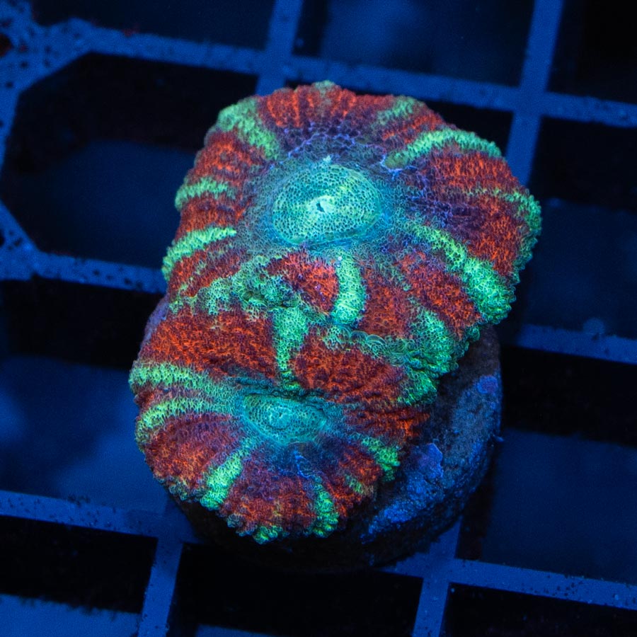 SBM Acanthastrea Tiger Premium