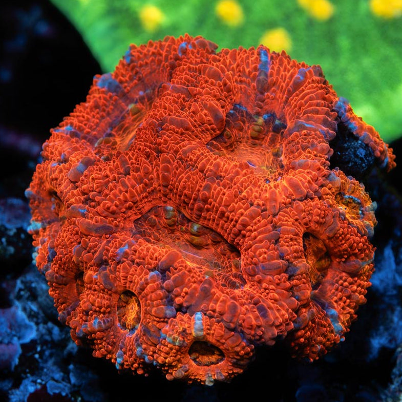 SBM Acanthastrea Lordwensis