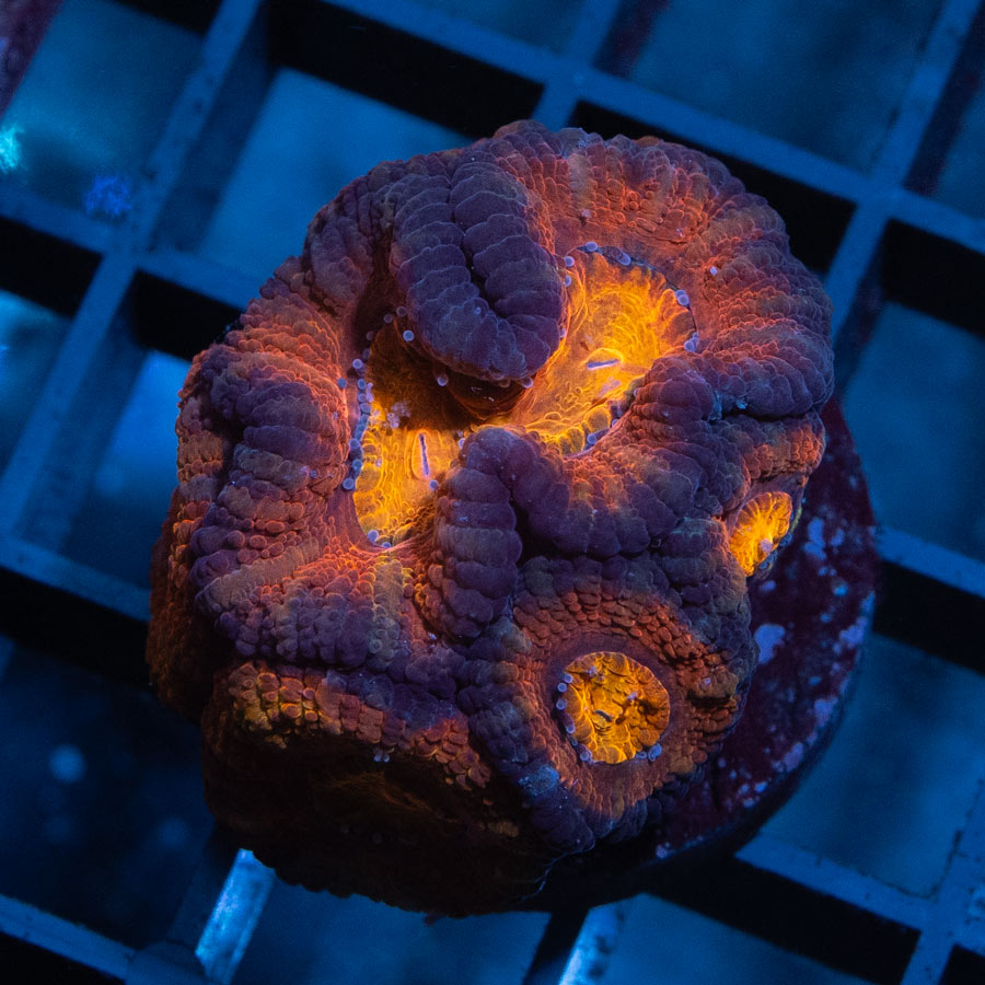 SBM Acanthastrea Superultra