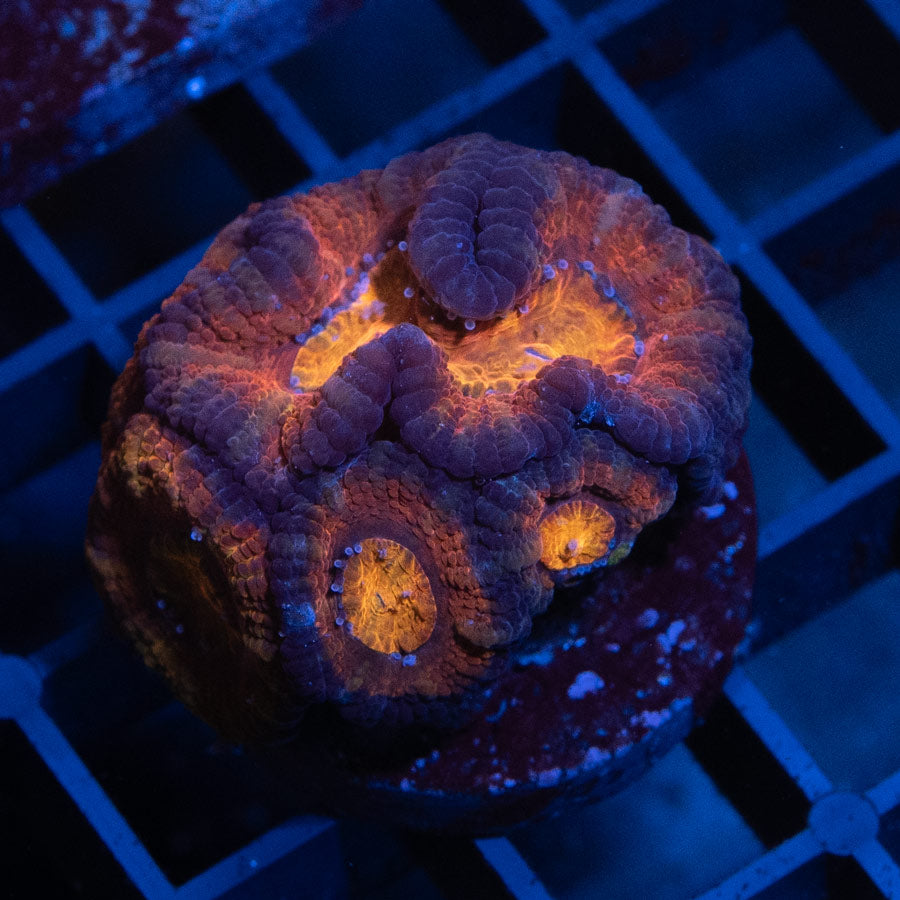 SBM Acanthastrea Superultra