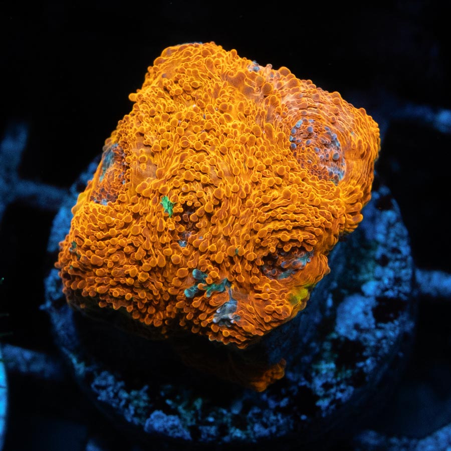SBM Acanthastrea Echinata 24K