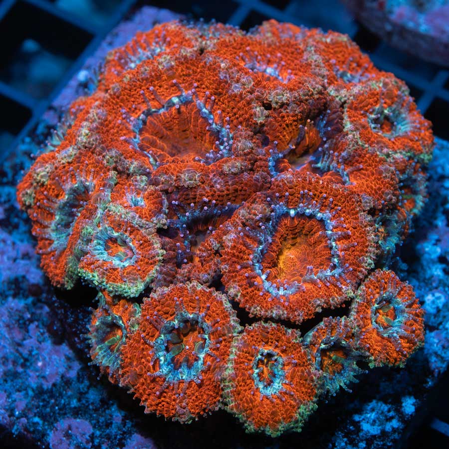 SBM Acanthastrea Blood +/- 20 Pól.