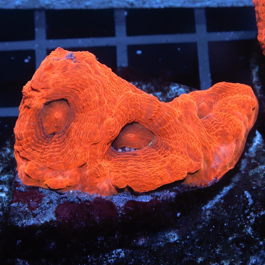 SBM Acanthastrea Bowebanki