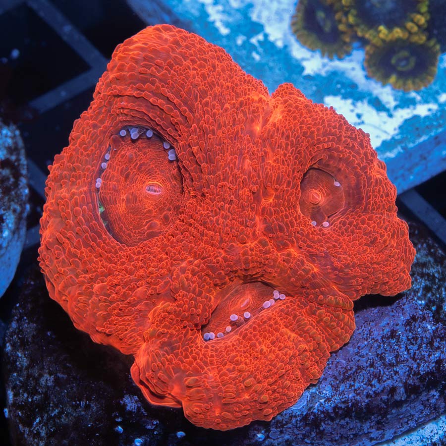 SBM Acanthastrea Bowebanki