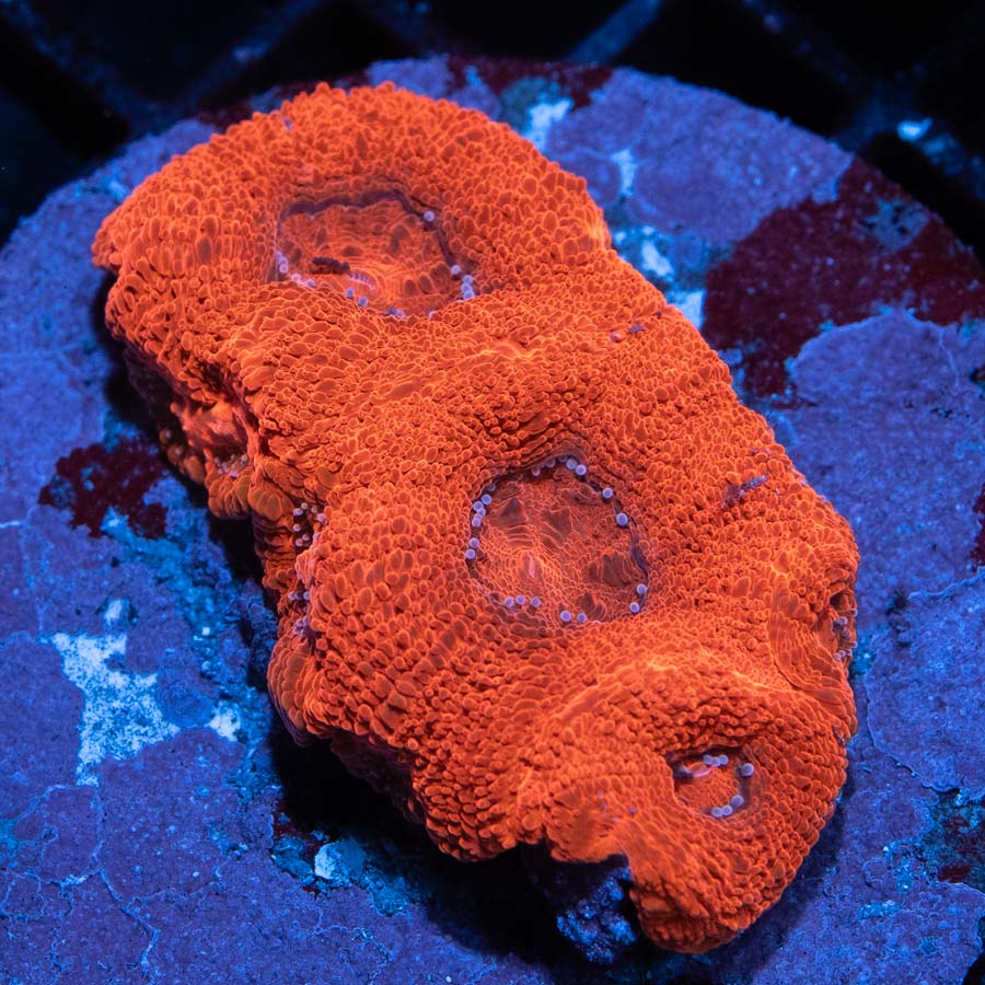 Acanthastrea Bowebanki Superultra (8 BOCAS)