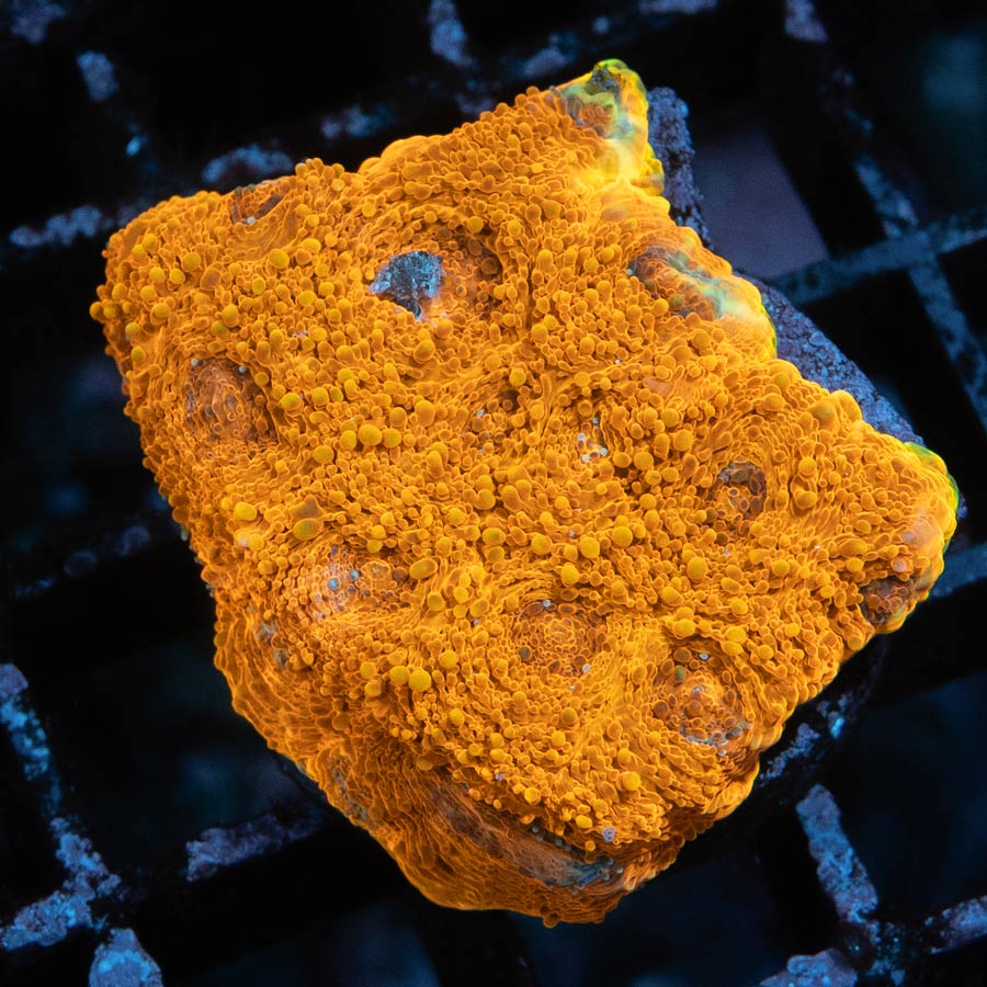 SBM Acanthastrea Echinata 24K