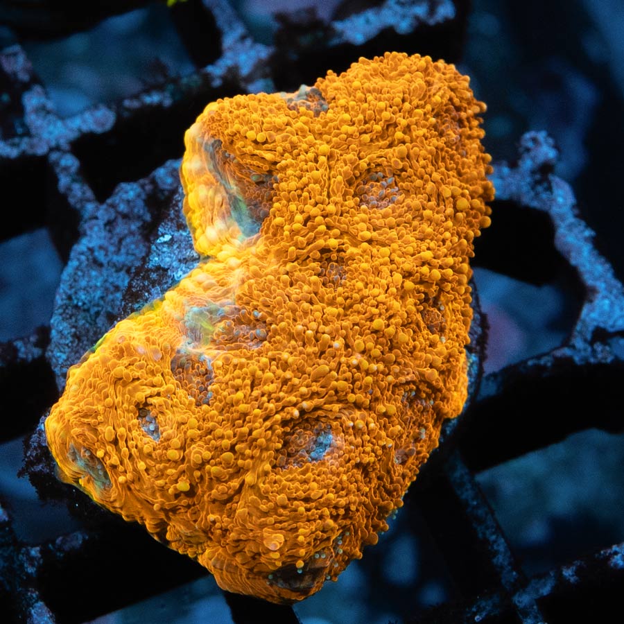 SBM Acanthastrea Echinata 24K