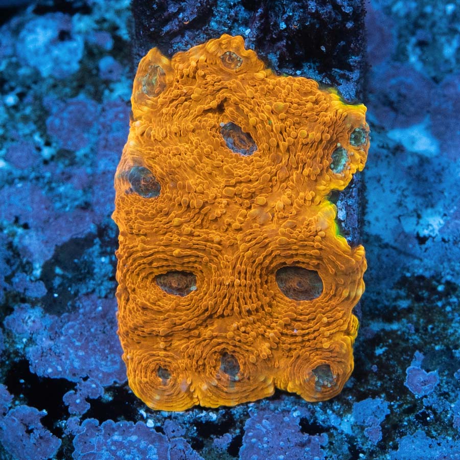 SBM Acanthastrea Echinata 24K