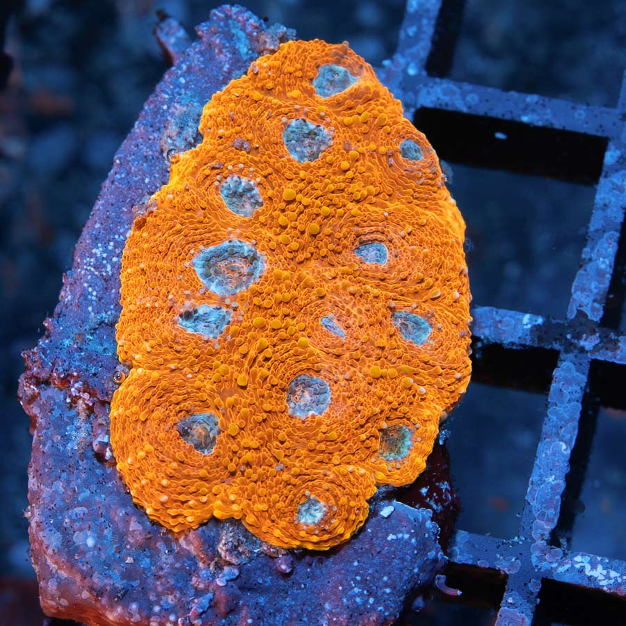 SBM Acanthastrea Echinata 24K