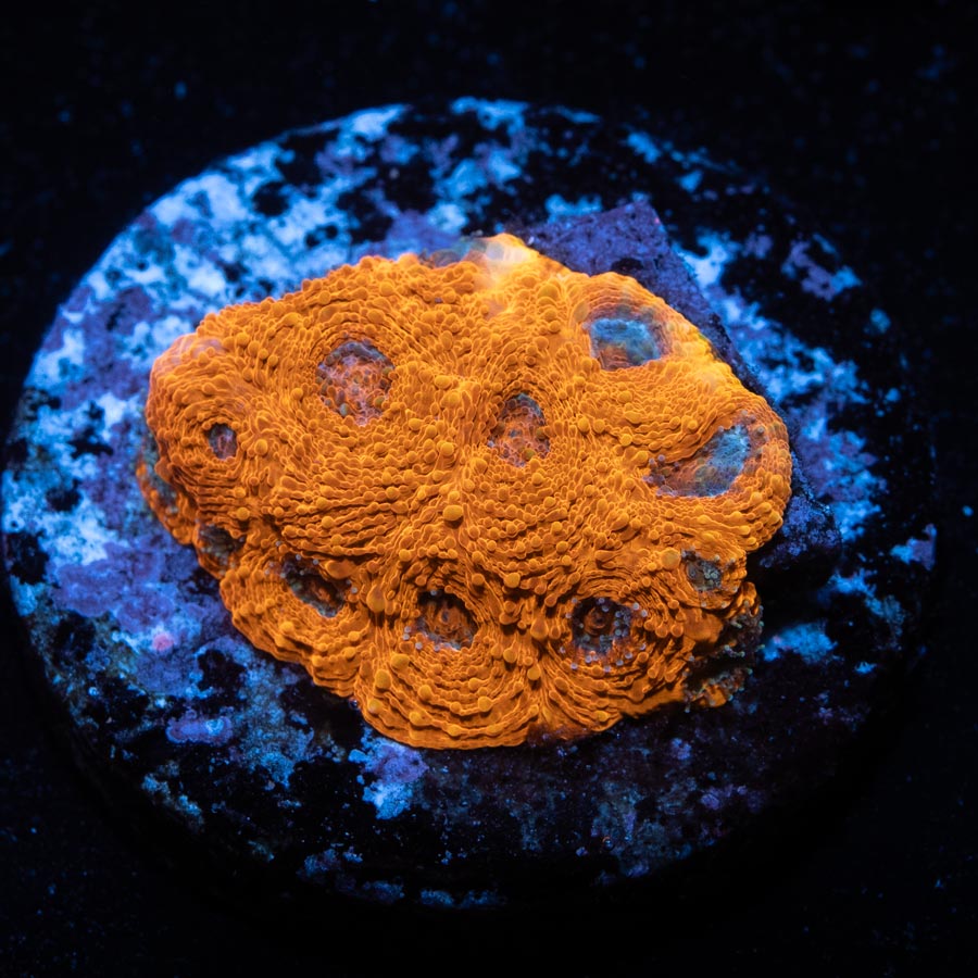 SBM Acanthastrea Echinata 24k