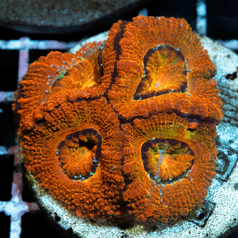 SBM Acanthastrea Iron Man 5 pol