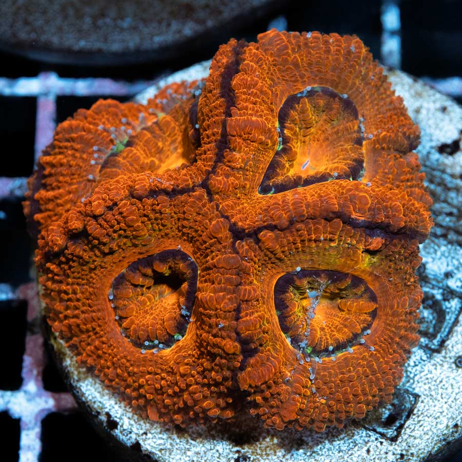 SBM Acanthastrea Iron Man 5 pol
