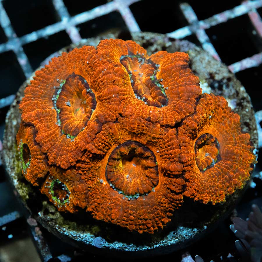 SBM Acanthastrea Iron Man 8 pol