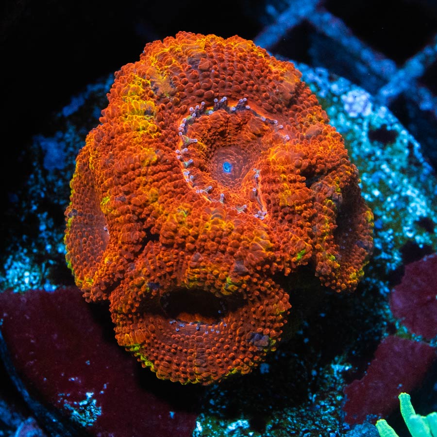 SBM Acanthatrea Iron Man 4 pol
