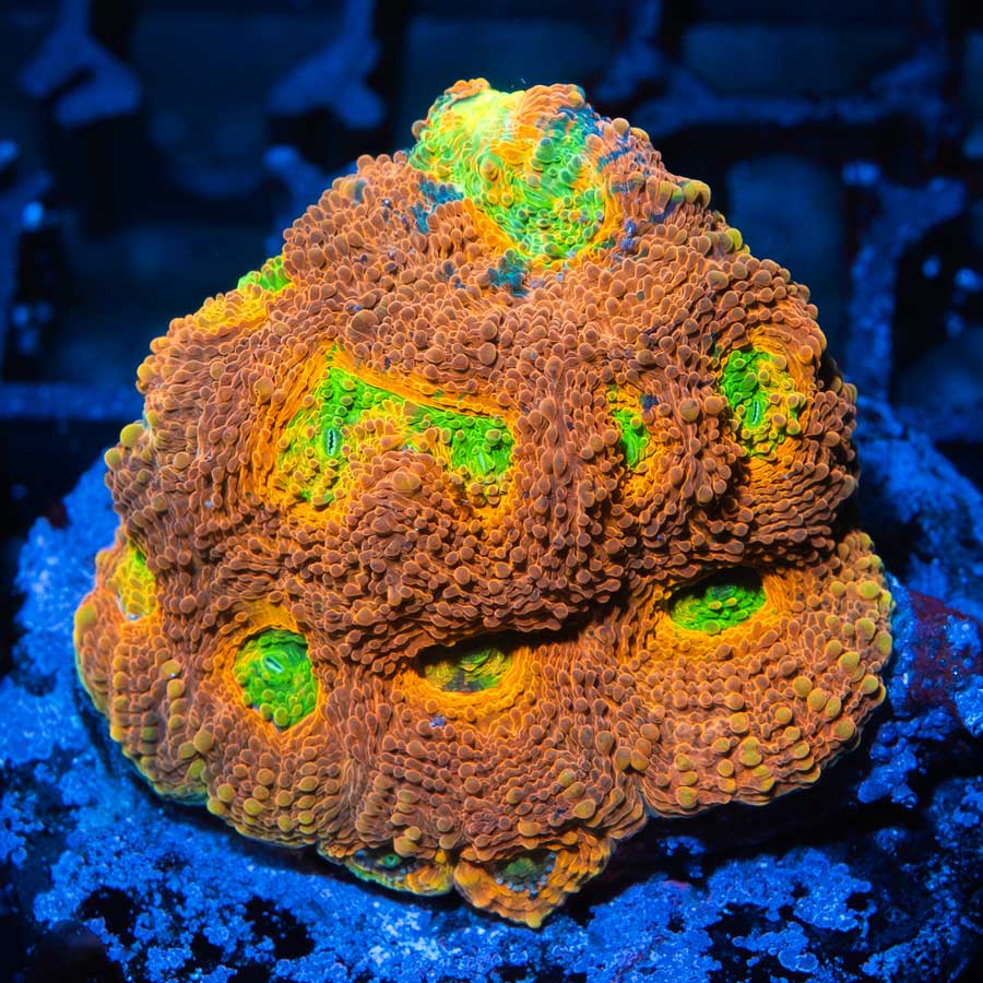 SBM Acanthastrea Mango Tango