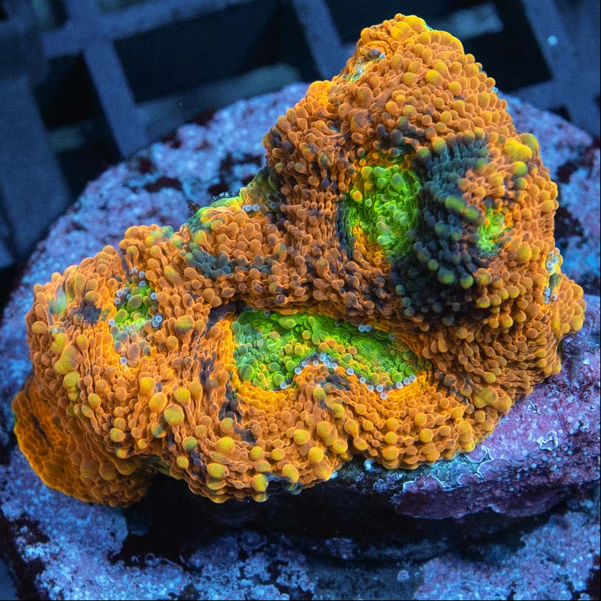 SBM Acanthastrea  Echinata "WWC Mango Tango" (alucinante)