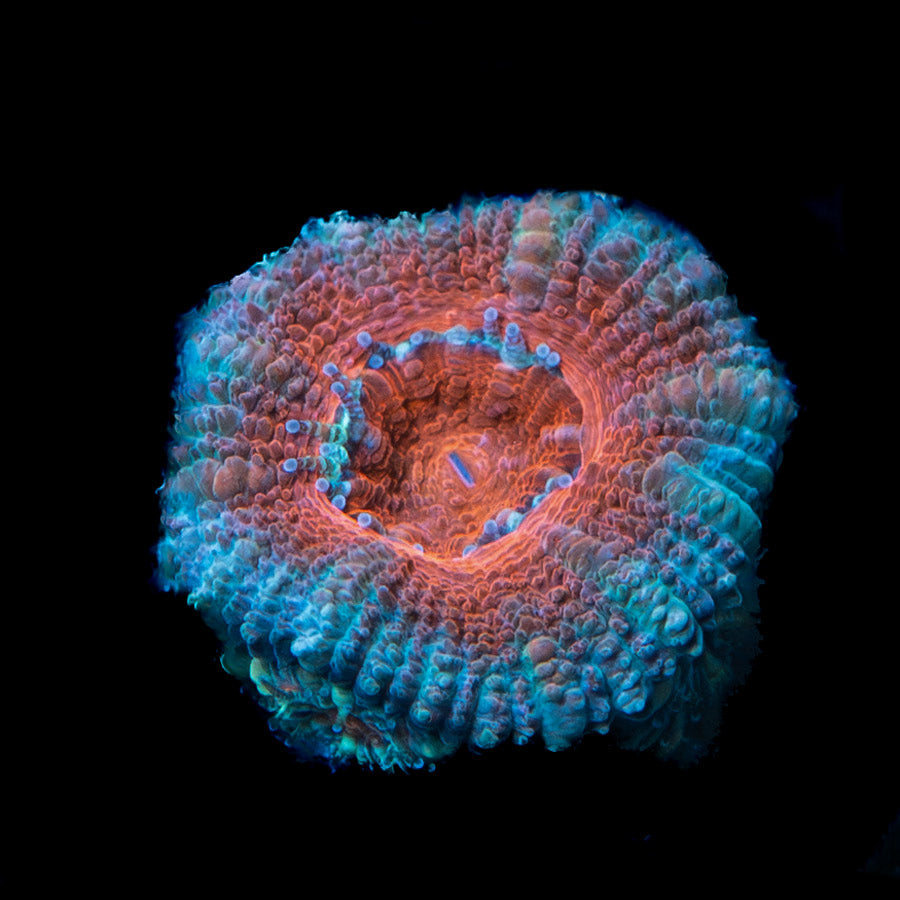 Acanthastrea Lordhowensis 5 pol