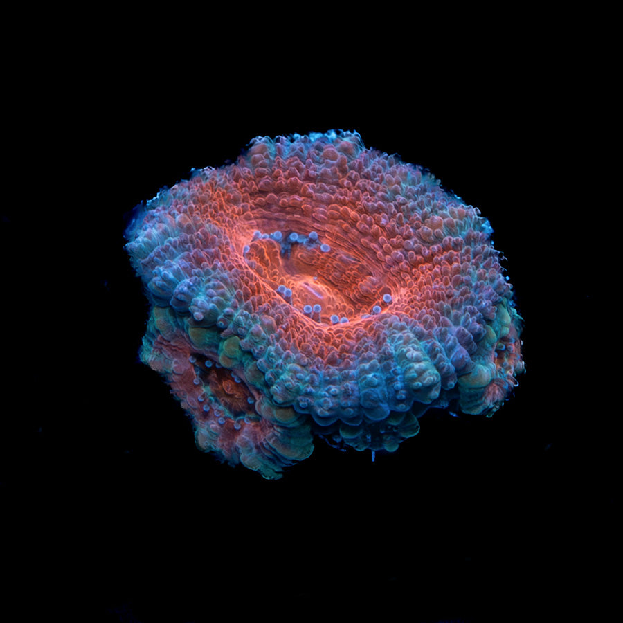 Acanthastrea Lordhowensis 5 pol