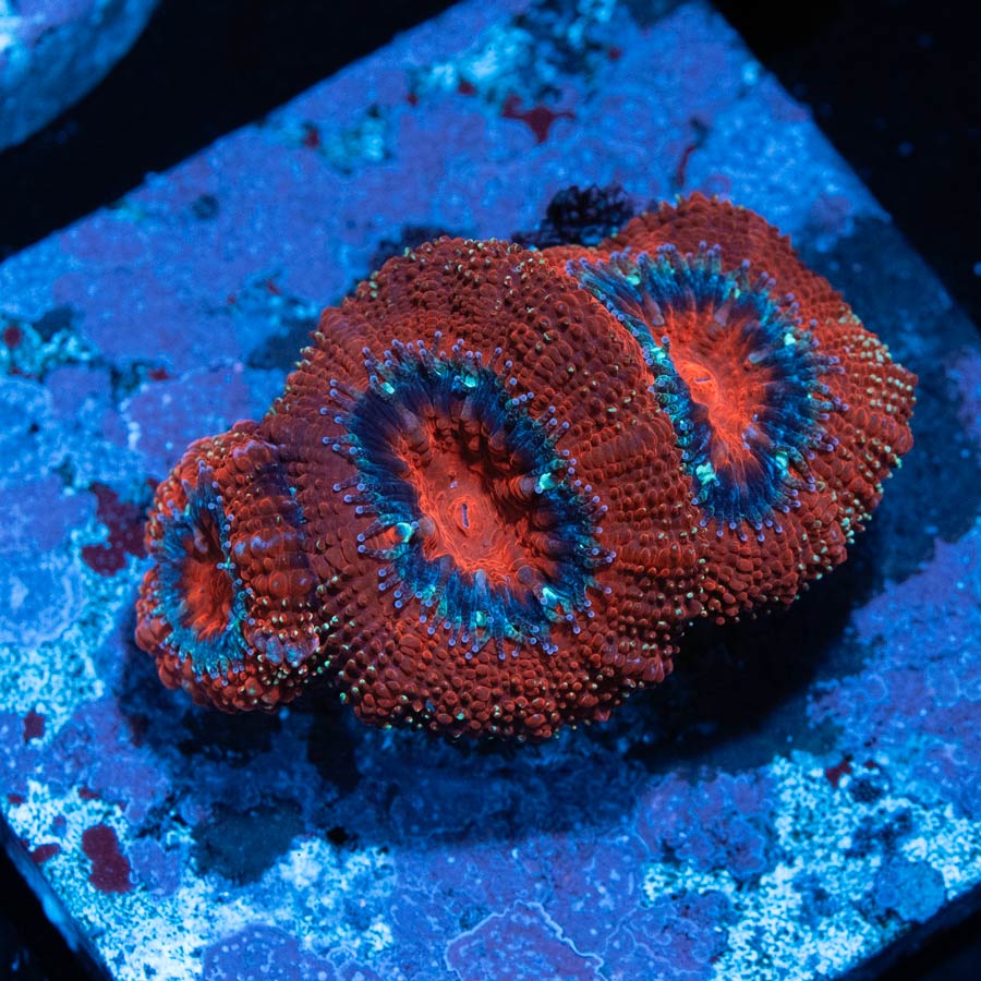 SBM Acanthastrea Roja(3 Pól.)